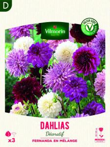 Dahlia Décoratif Fernanda en Mélange (x3)